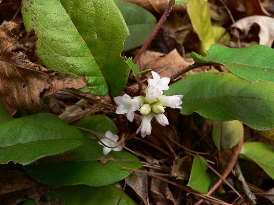 {Epigaea repens}